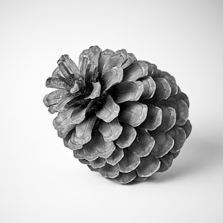 a black and white photo of a pine cone
