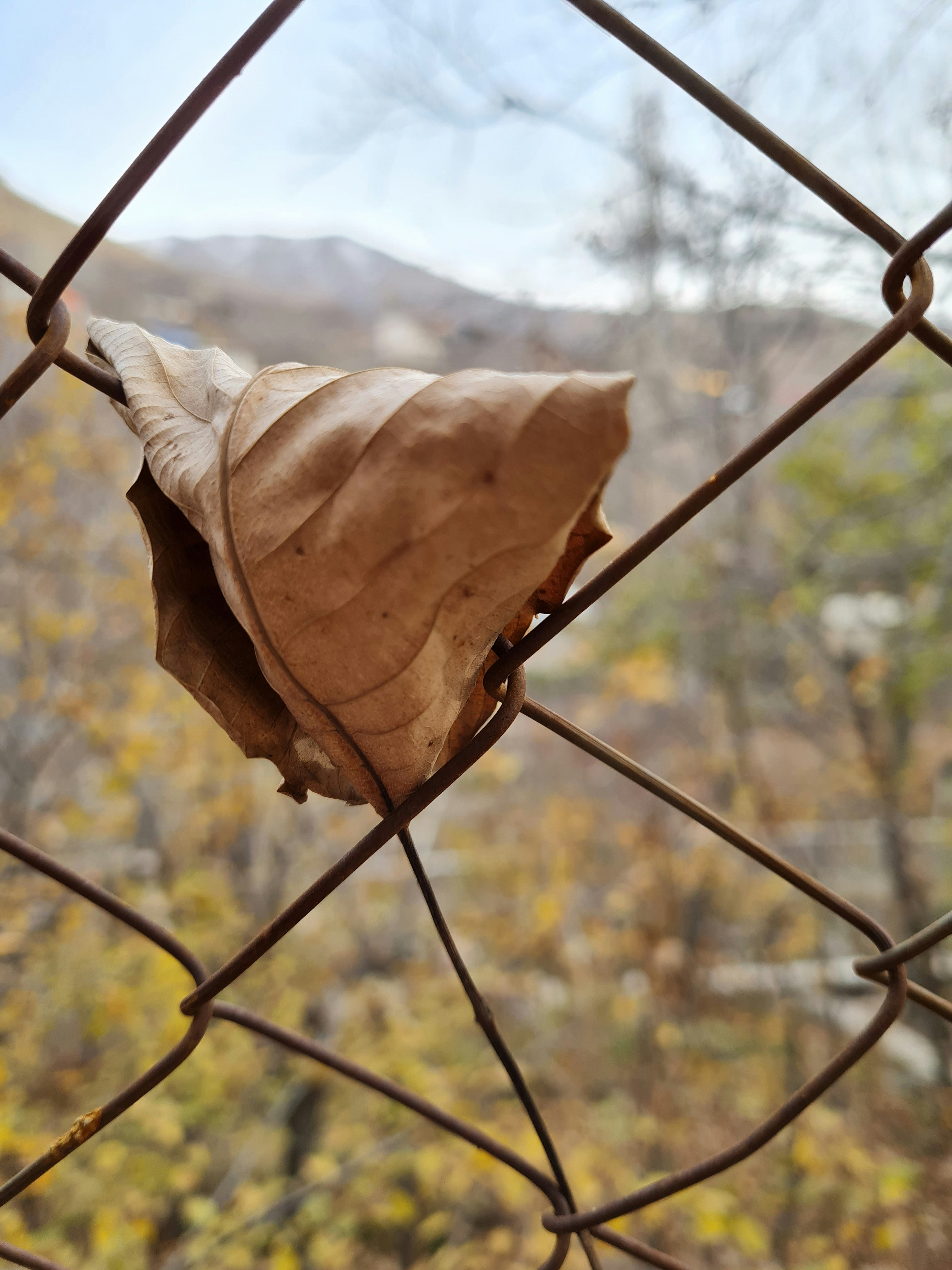a leaf that is sitting on a fence