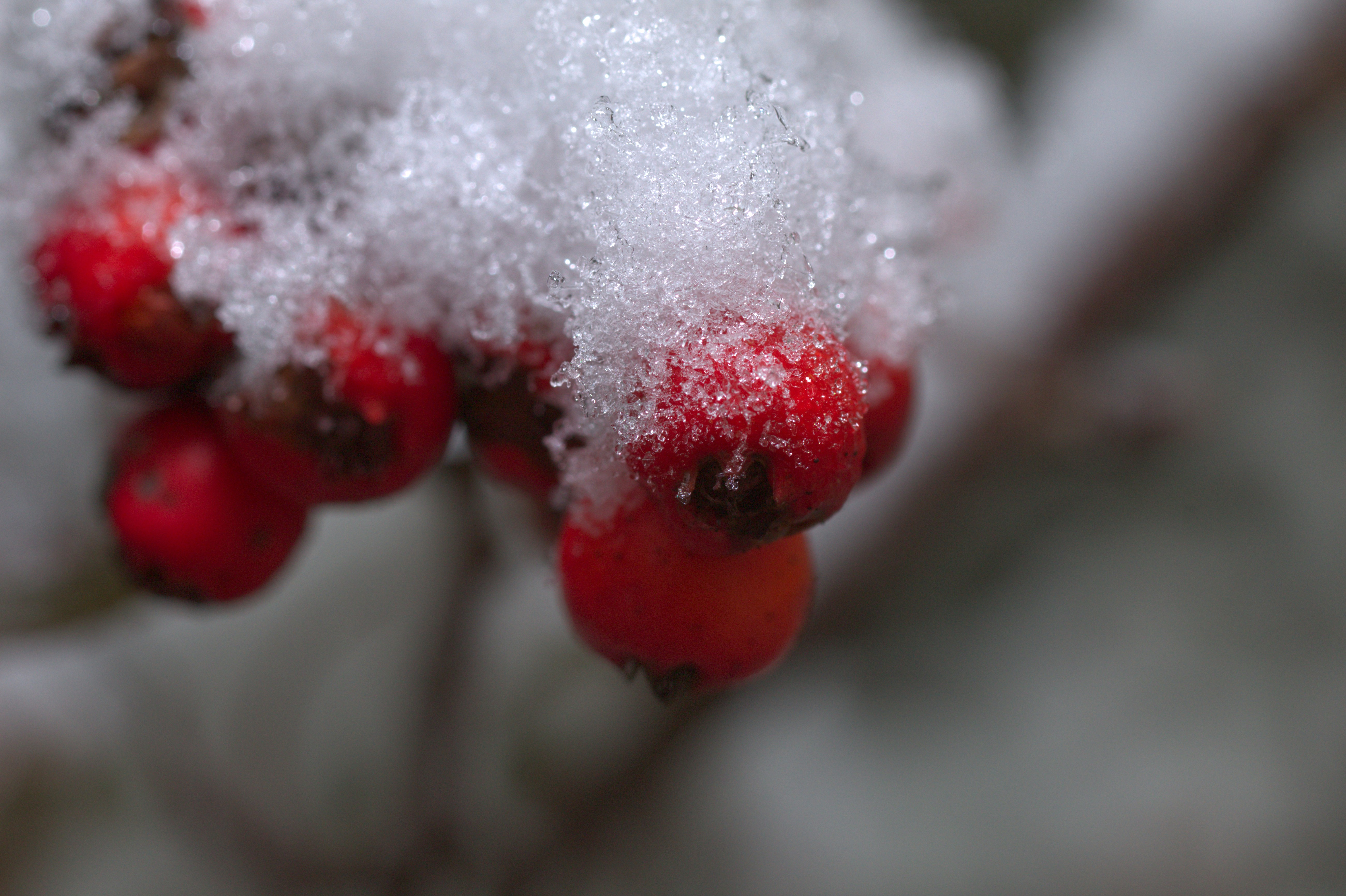 A close up of some berries covered in snow photo – Free Winter Image on ...