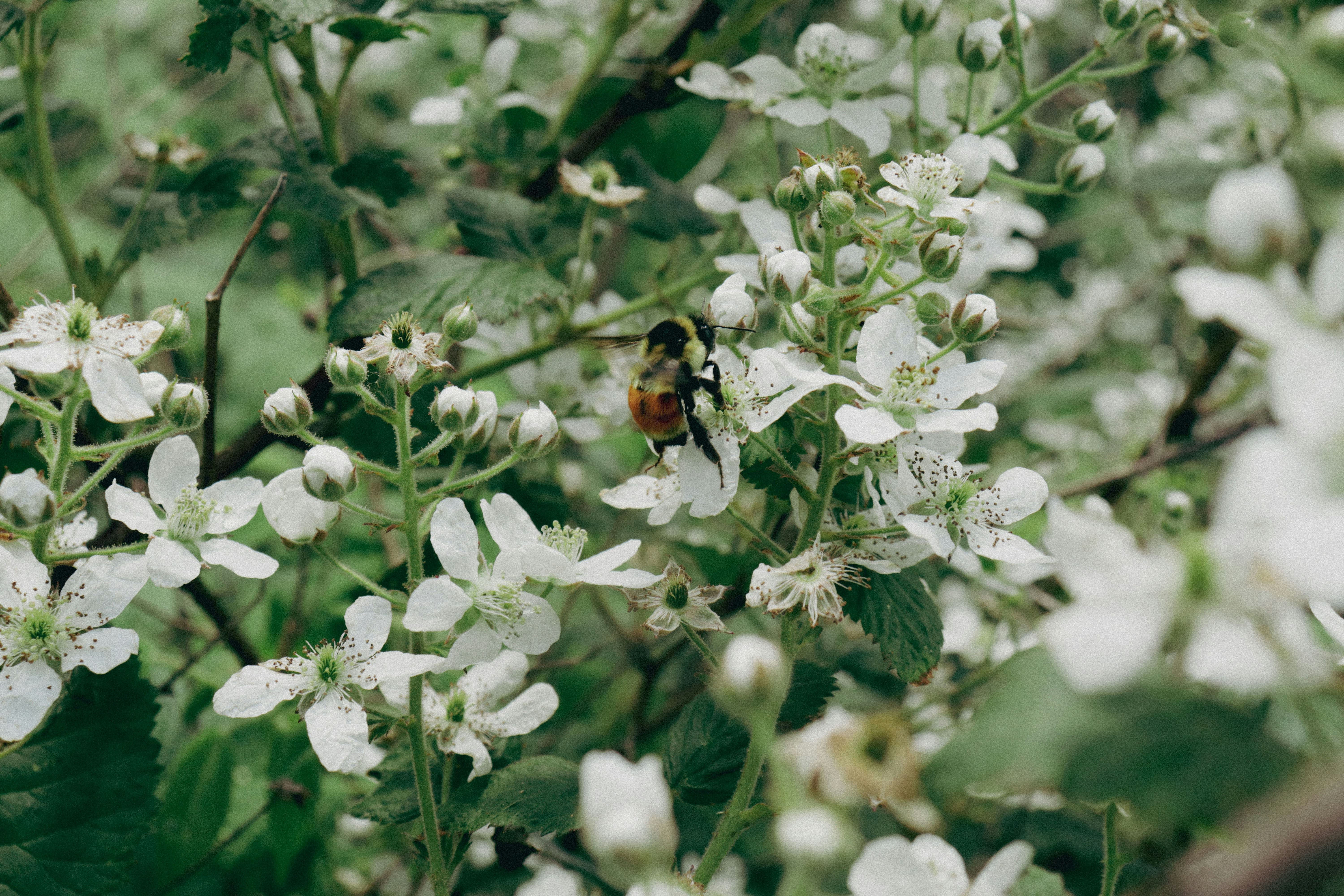 Photo by giulicanderle