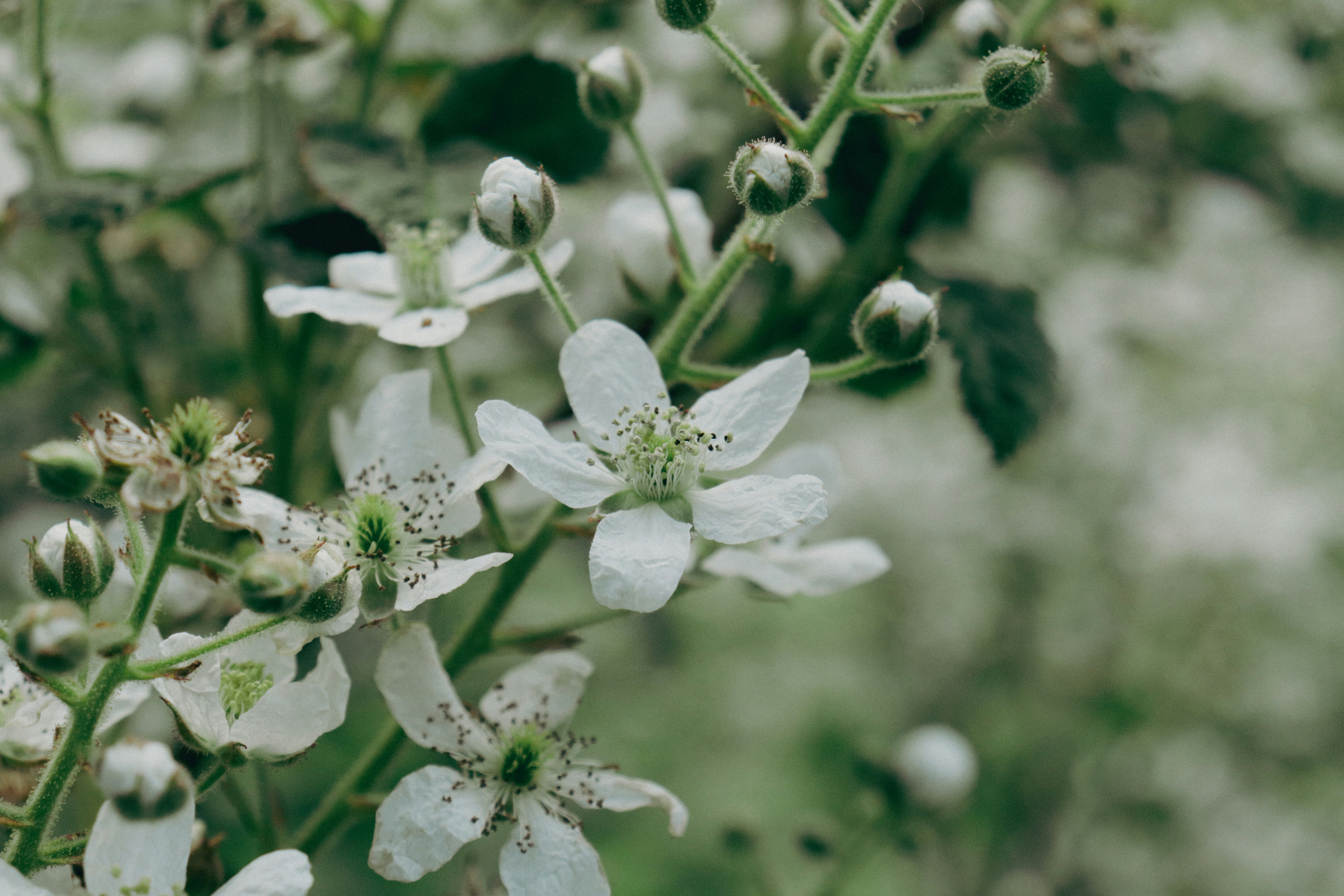 Photo by giulicanderle