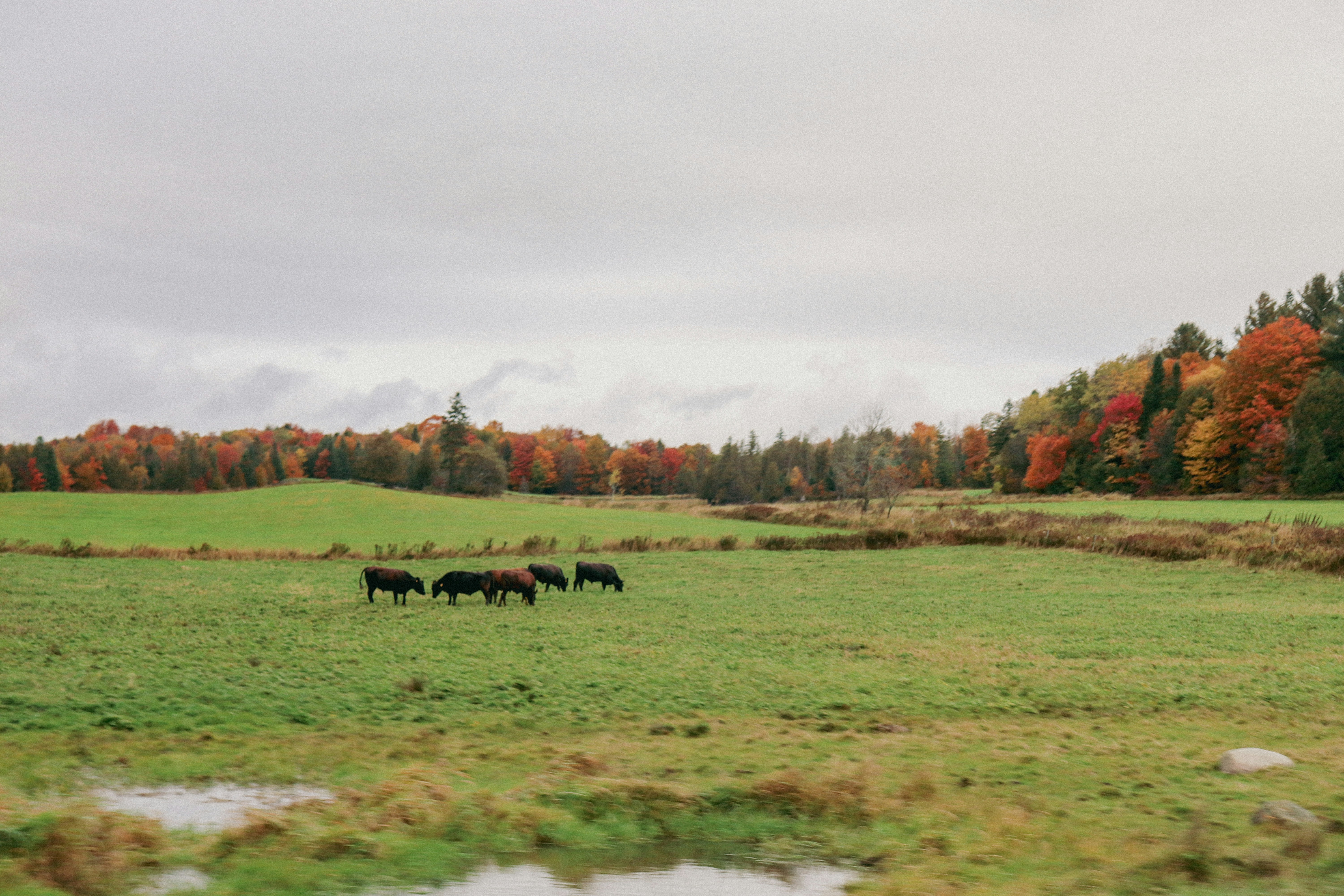 a herd of cattle grazing on a lush green field, 