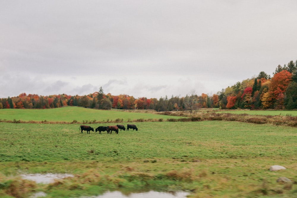 a herd of cattle grazing on a lush green field