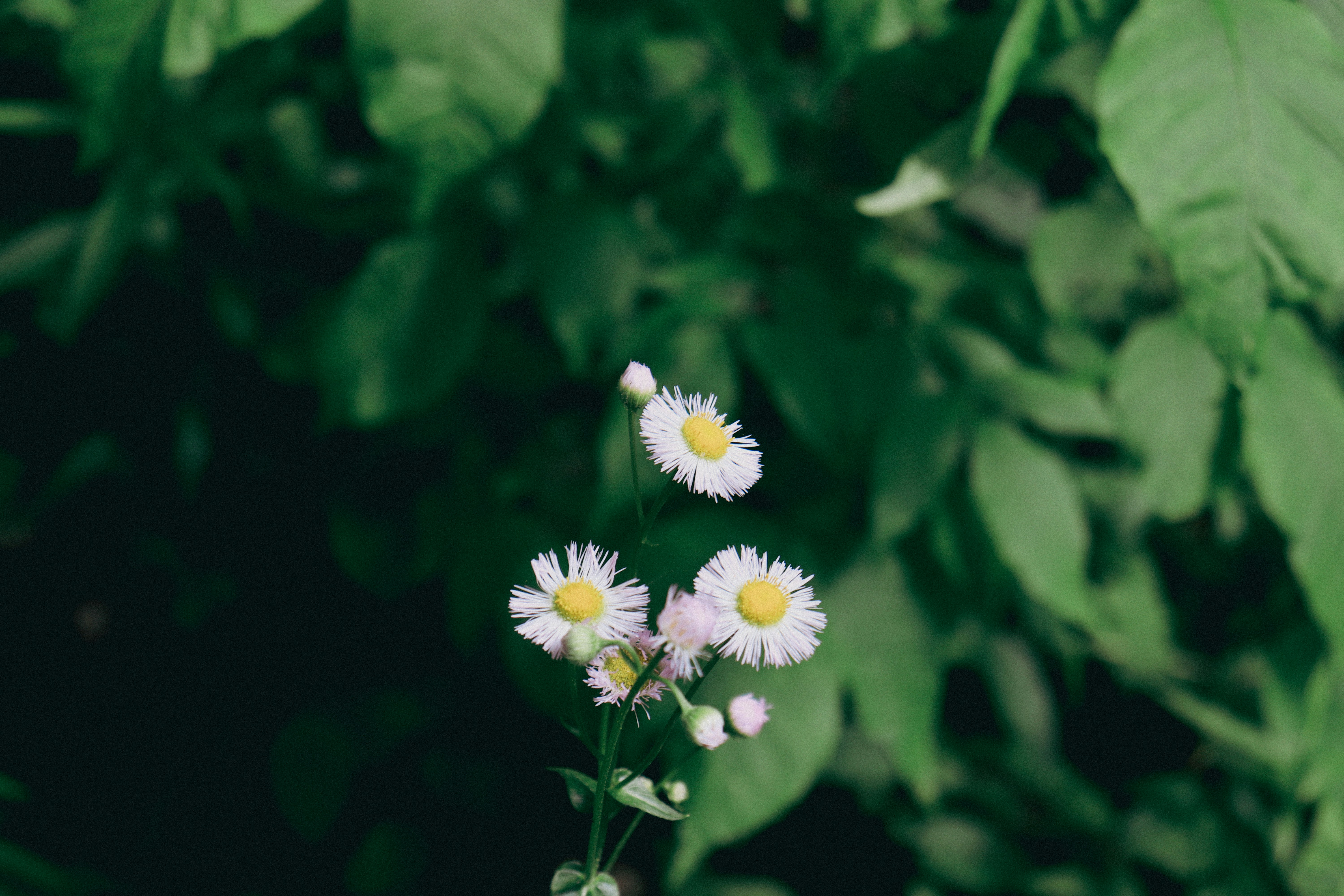 Photo by giulicanderle