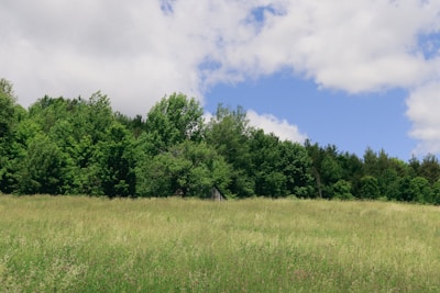 A vibrant green meadow under a bright blue sky.