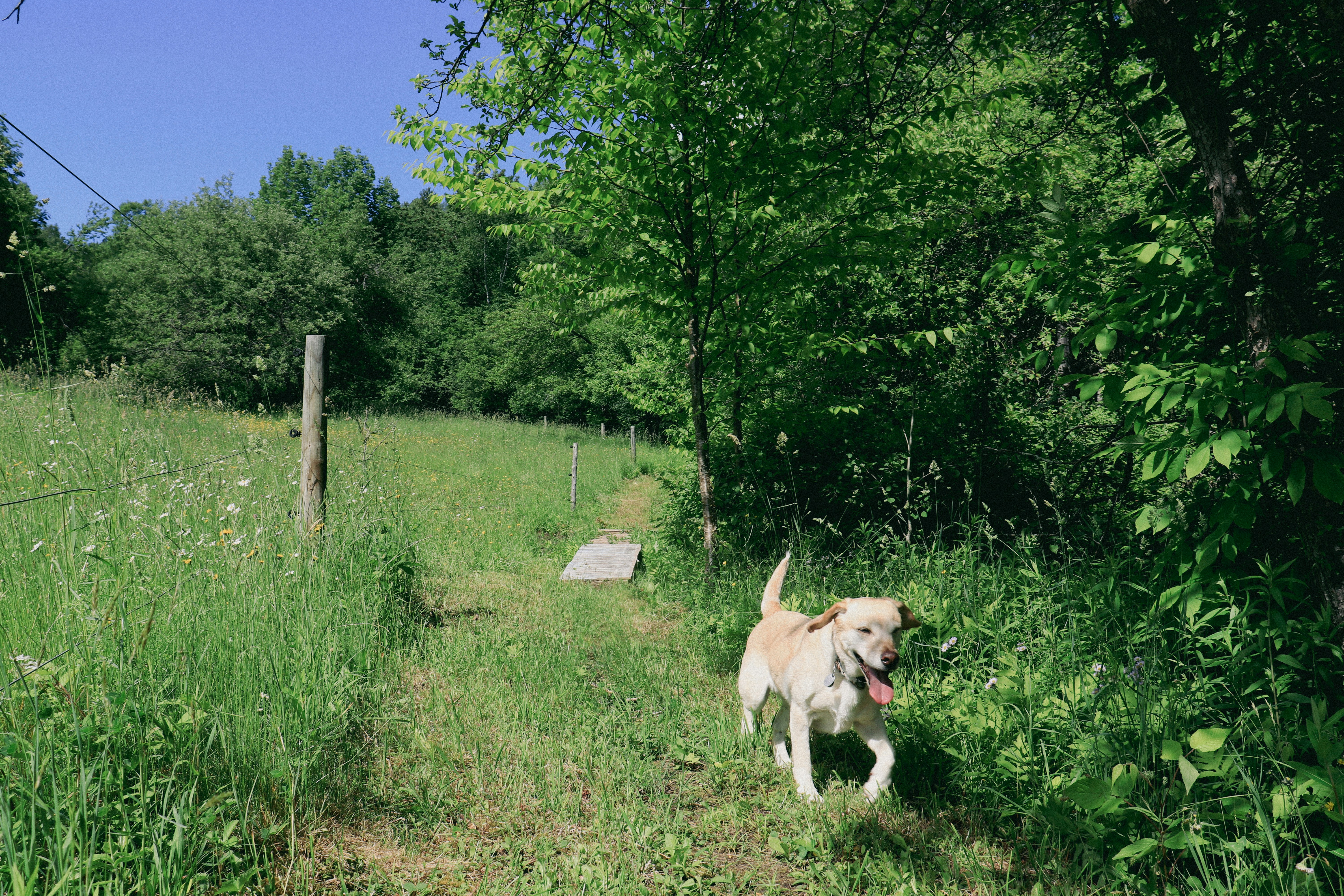 Photo by giulicanderle