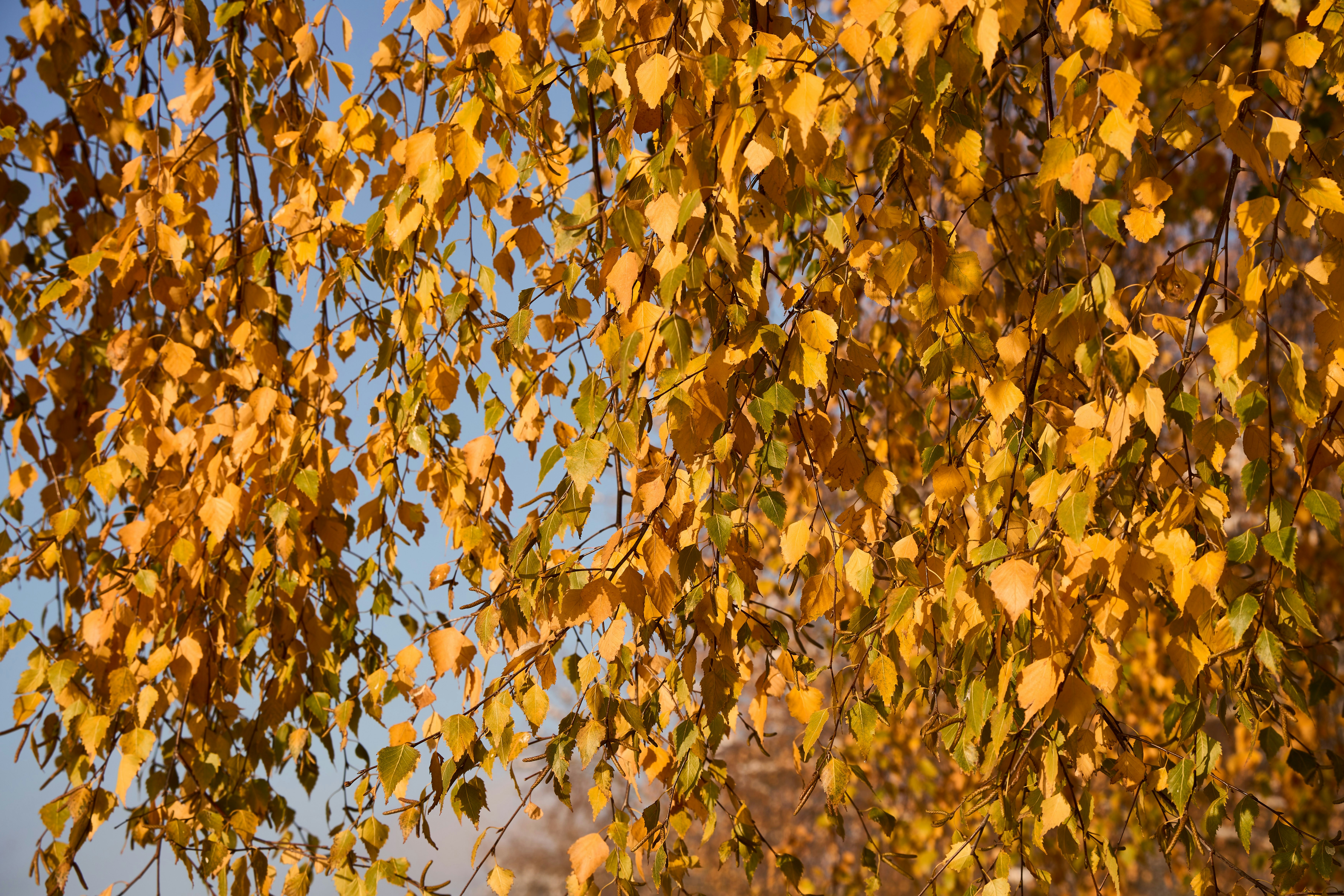 Photo by wolfgang_hasselmann