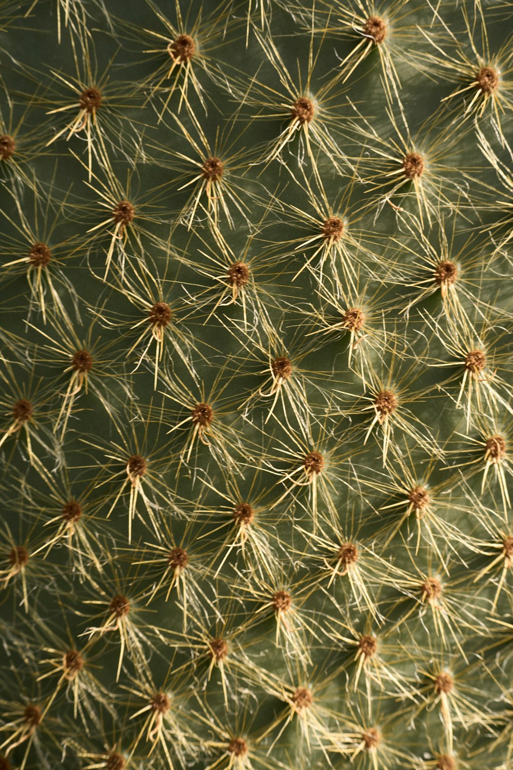 a close up of a cactus with many small needles