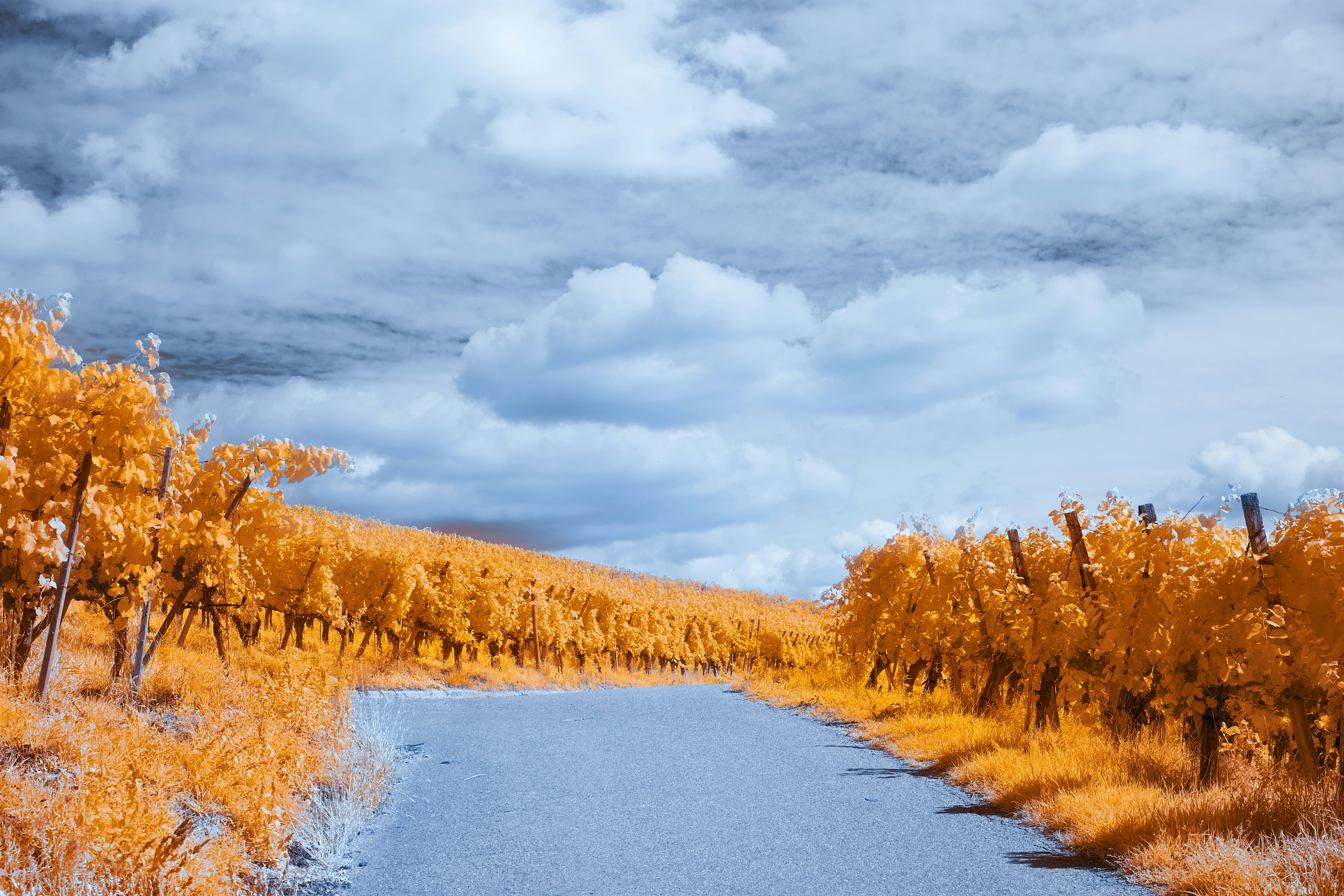 Photo by wolfgang_hasselmann