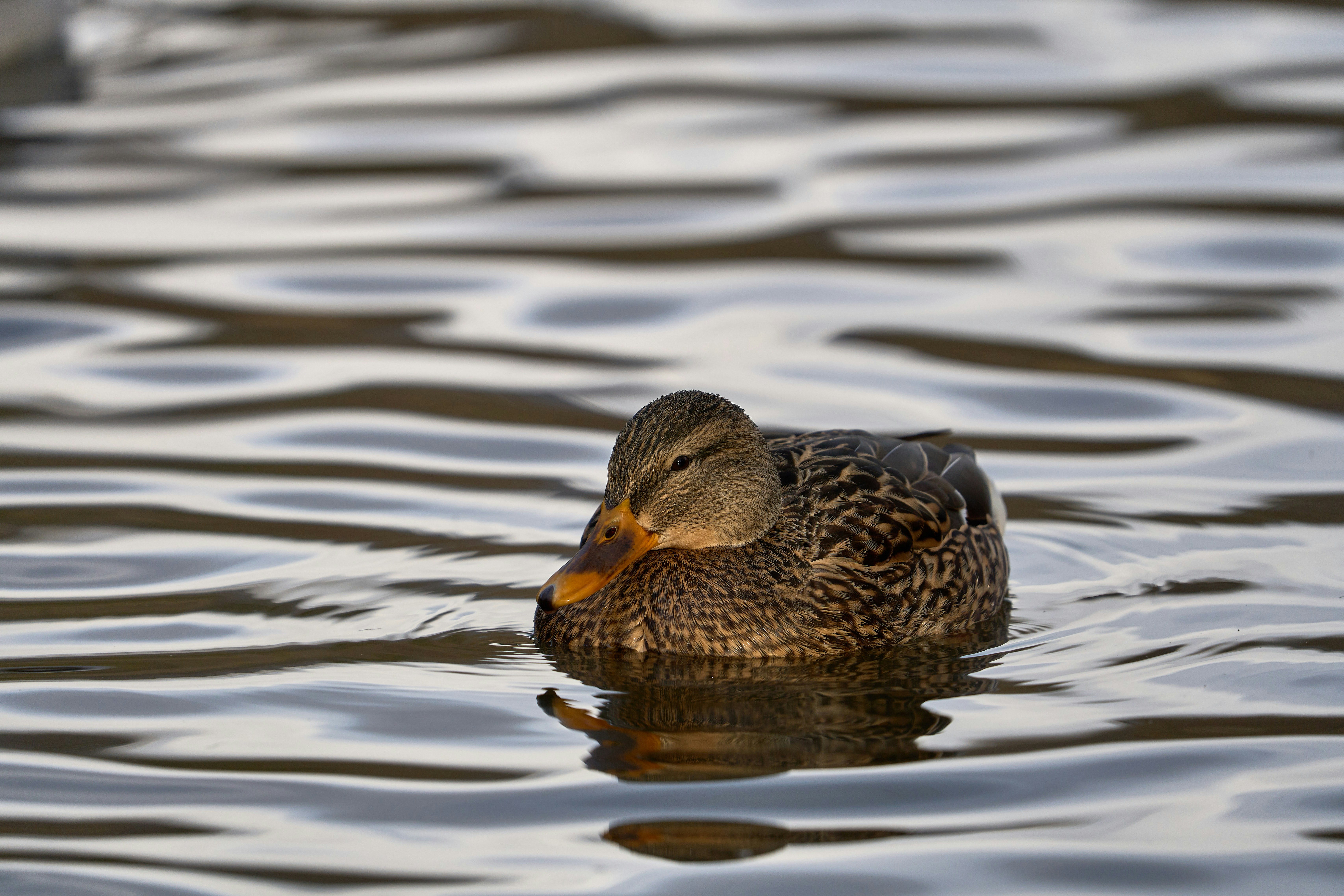 Photo by wolfgang_hasselmann