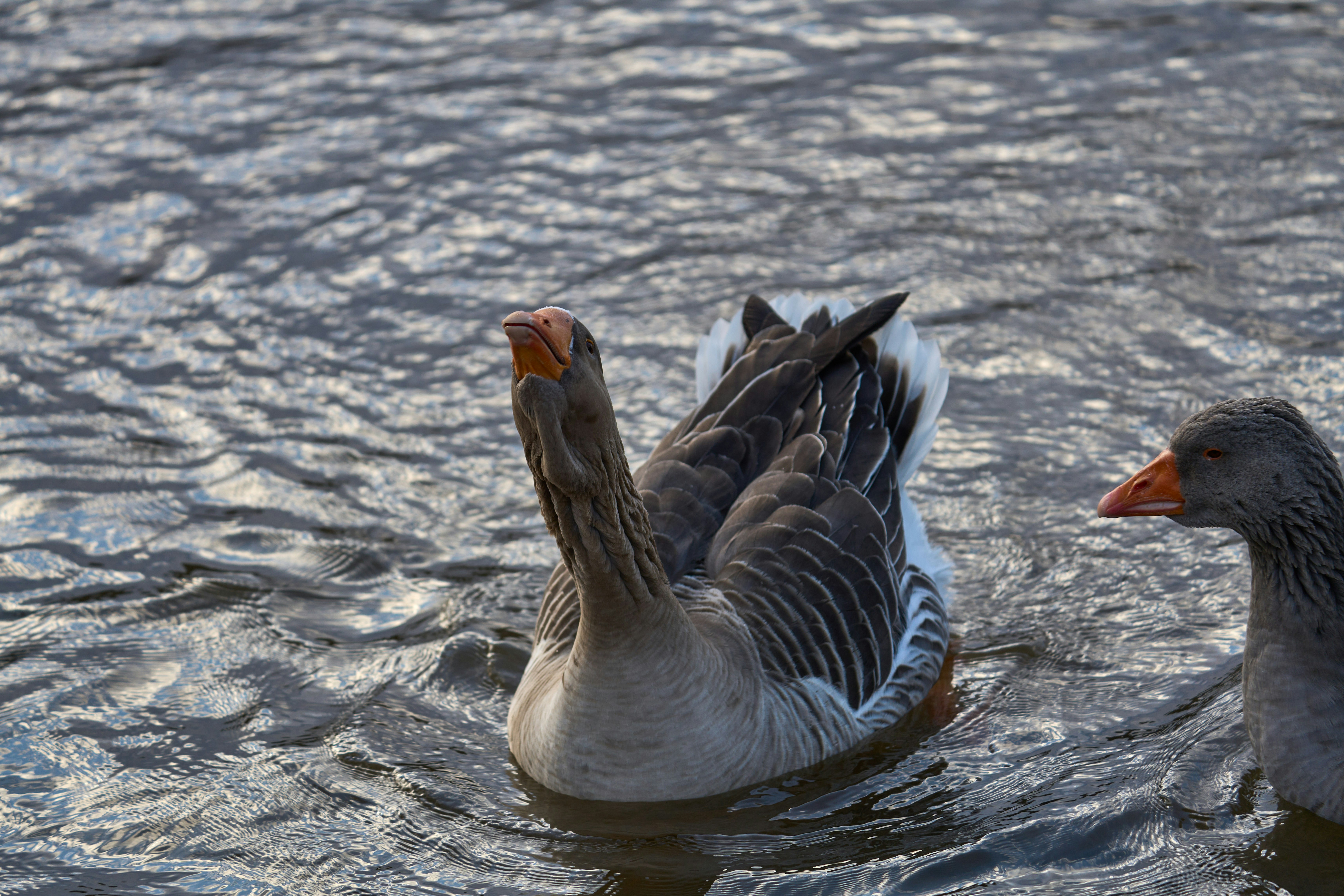 Photo by wolfgang_hasselmann