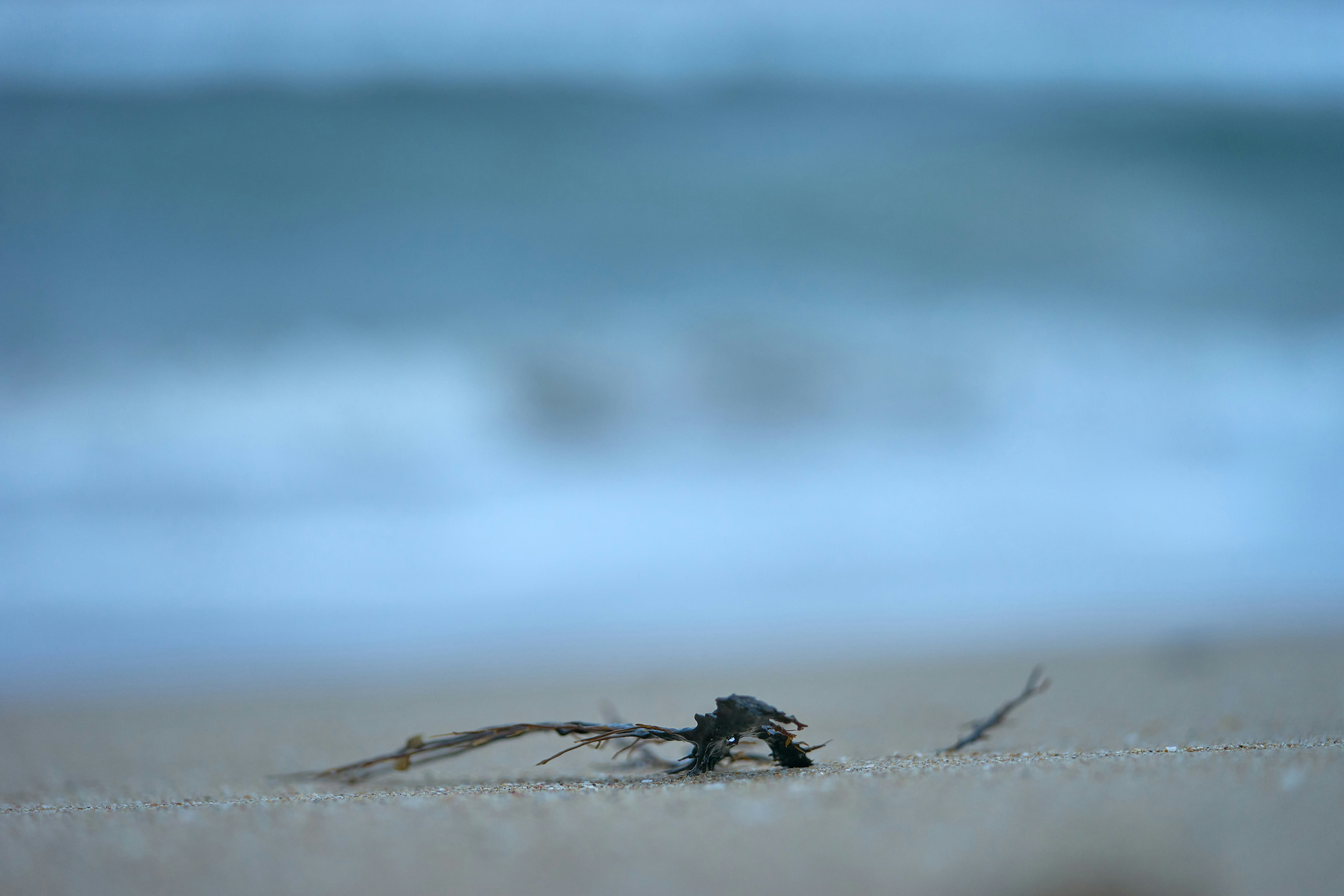 Photo by wolfgang_hasselmann