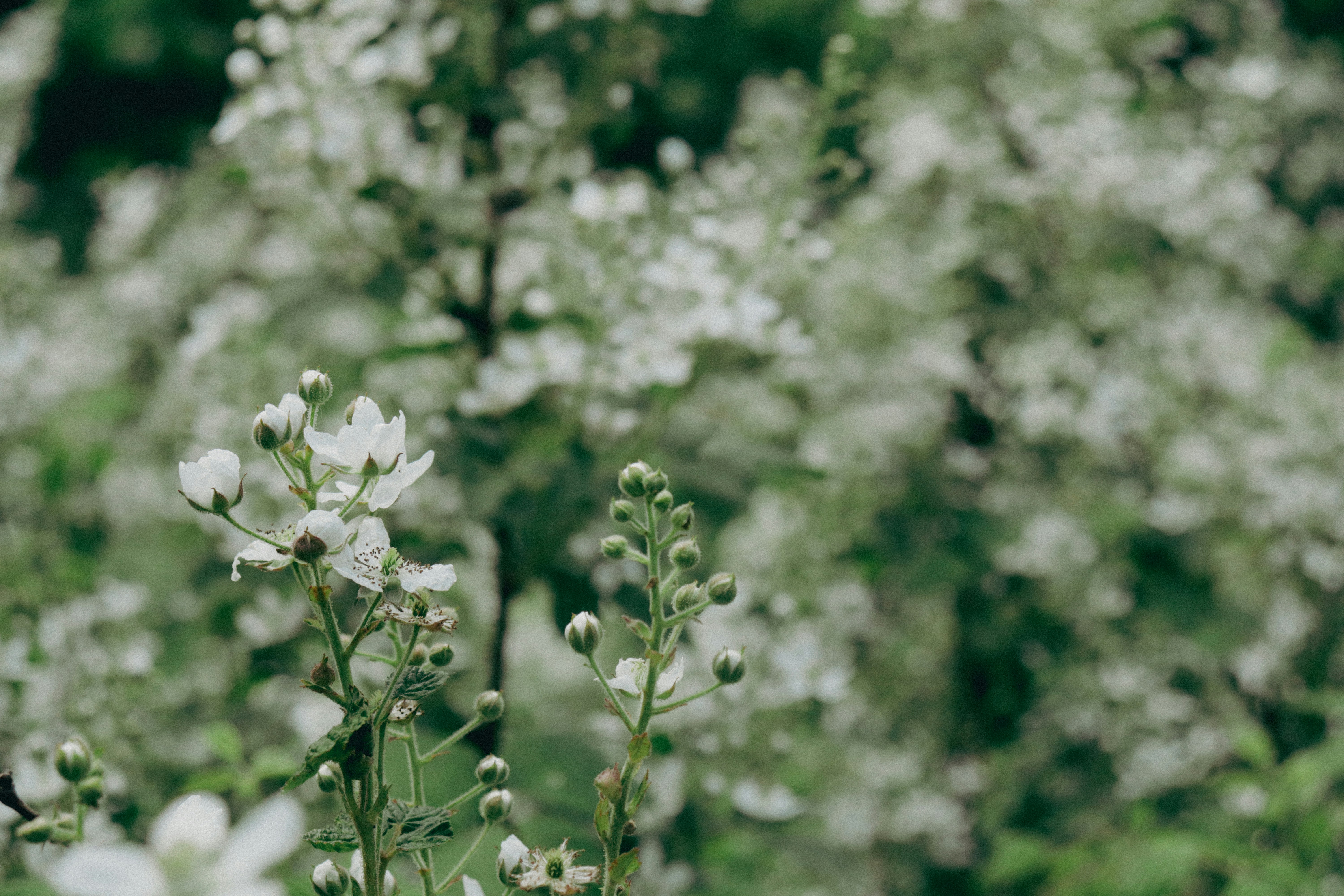 Photo by giulicanderle