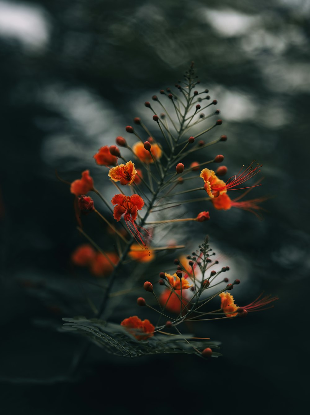 a close up of a plant with orange flowers