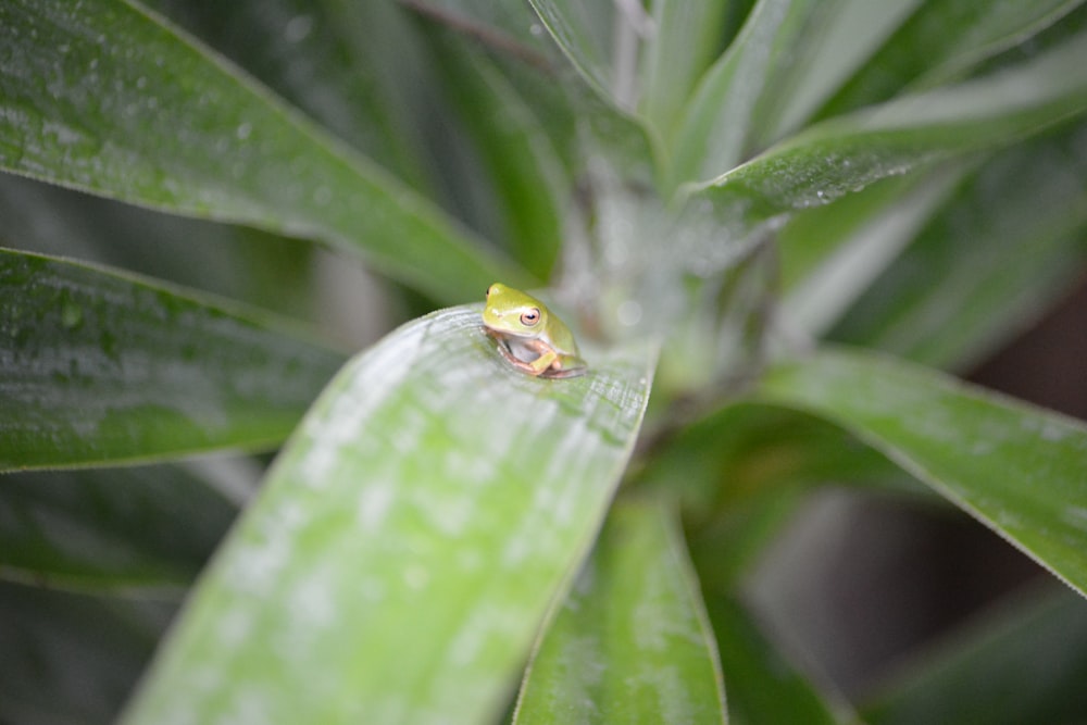 a small frog sitting on top of a green leaf