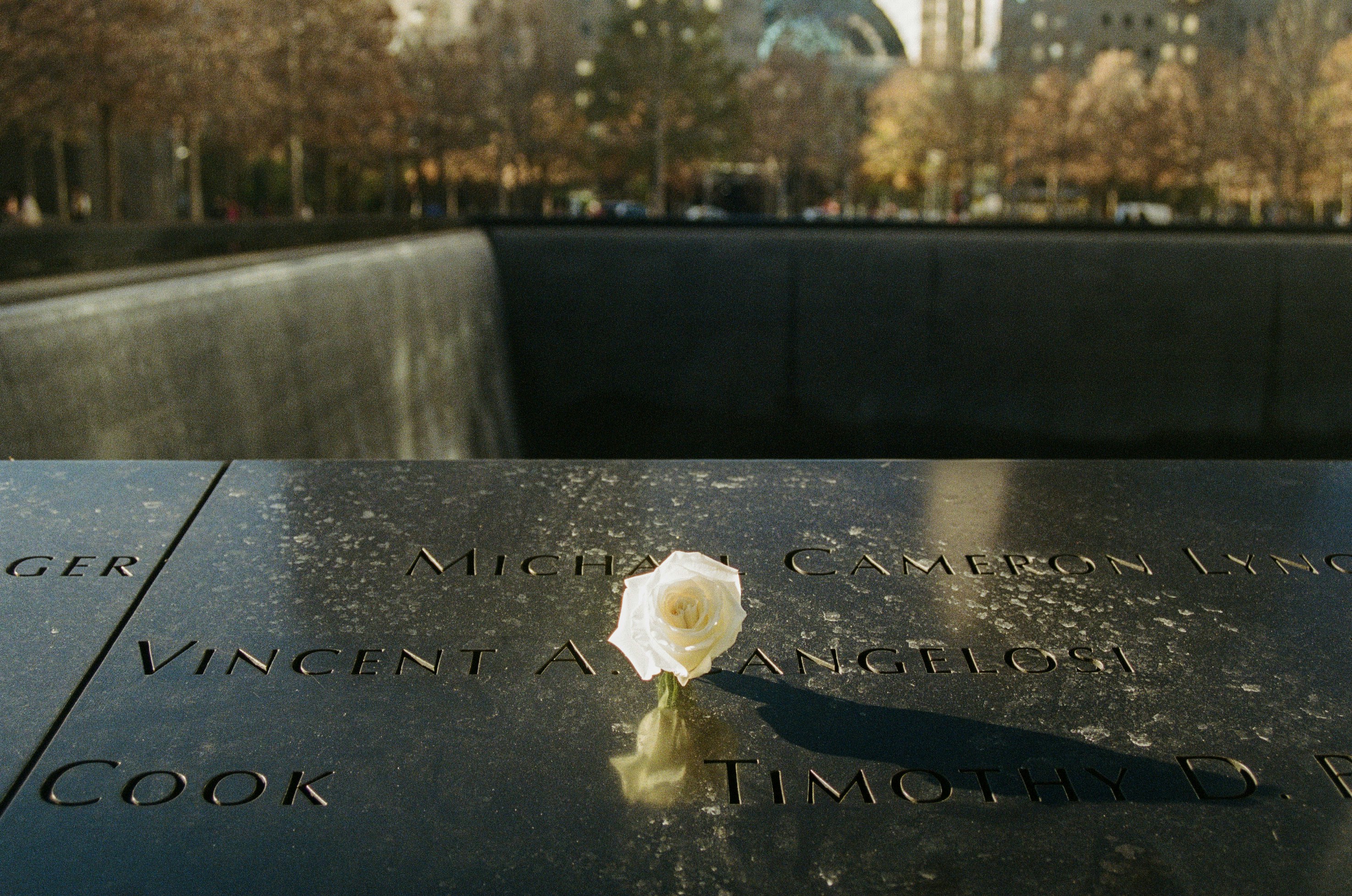 a white rose is placed on a memorial