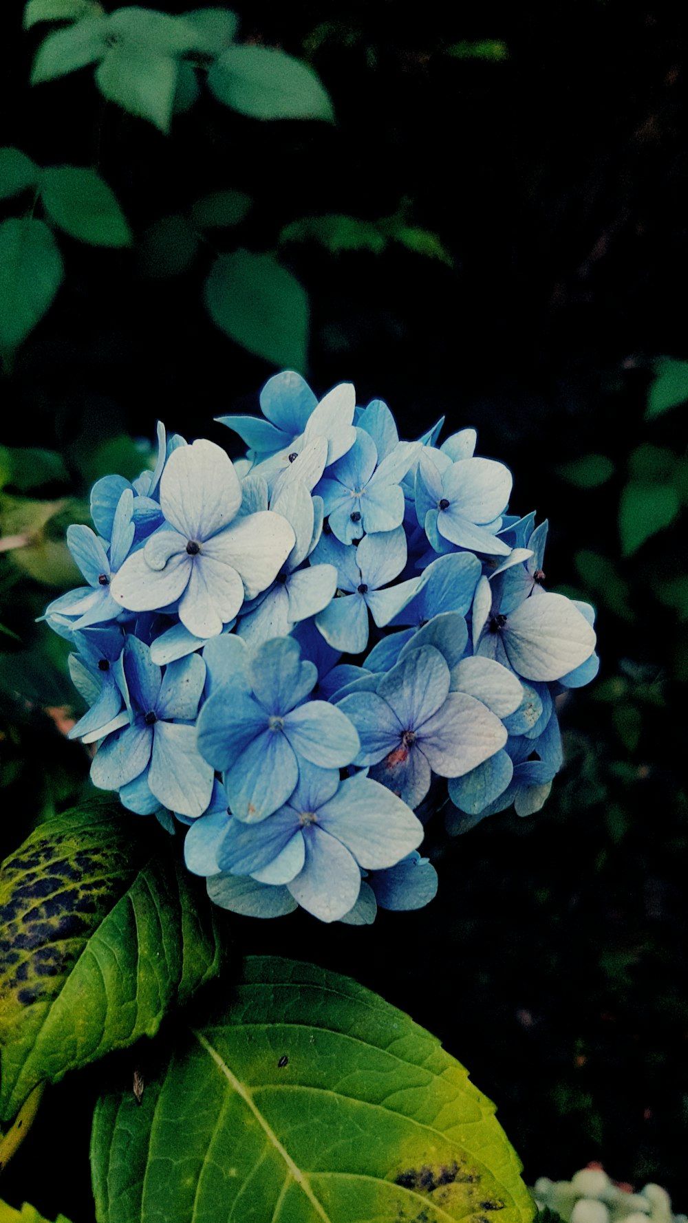 a close up of a blue flower on a plant