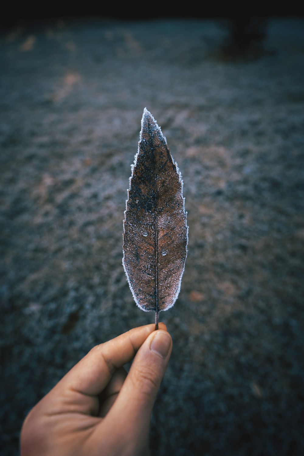 a person holding a leaf in their hand