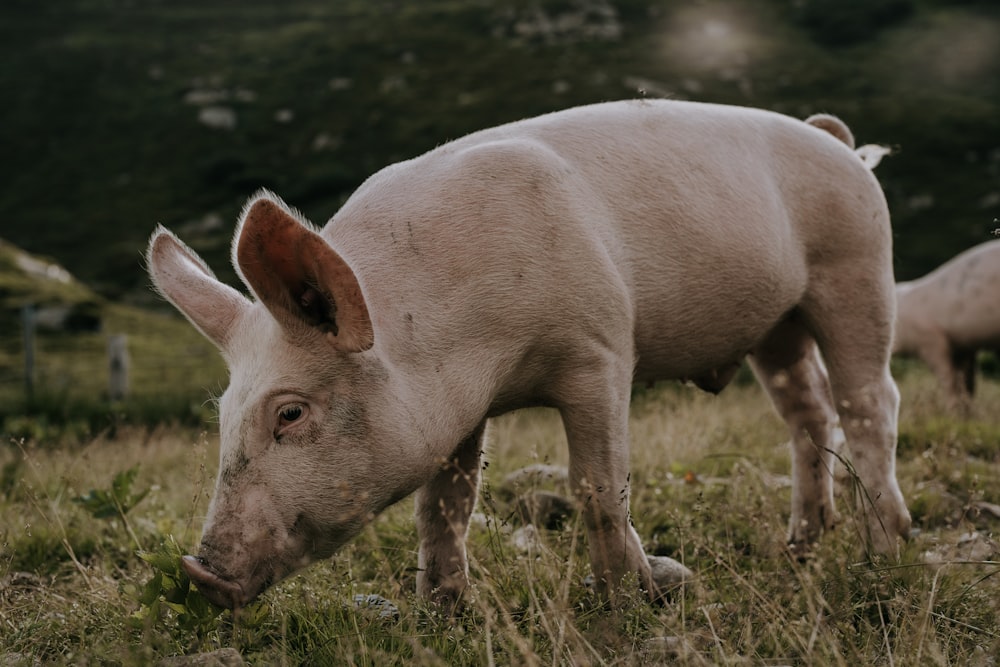 a small pig standing on top of a lush green field