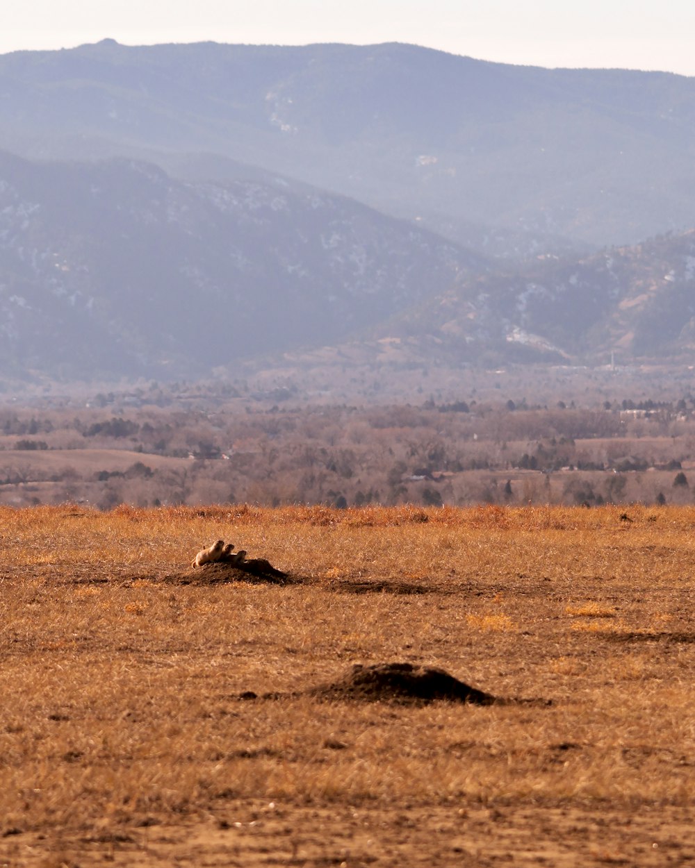 a lone giraffe standing in a field with mountains in the background
