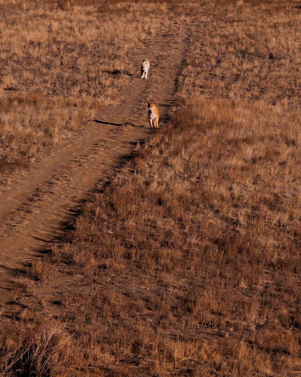 a couple of dogs walking down a dirt road