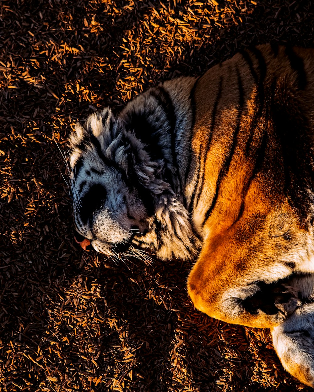 a close up of a tiger laying on the ground