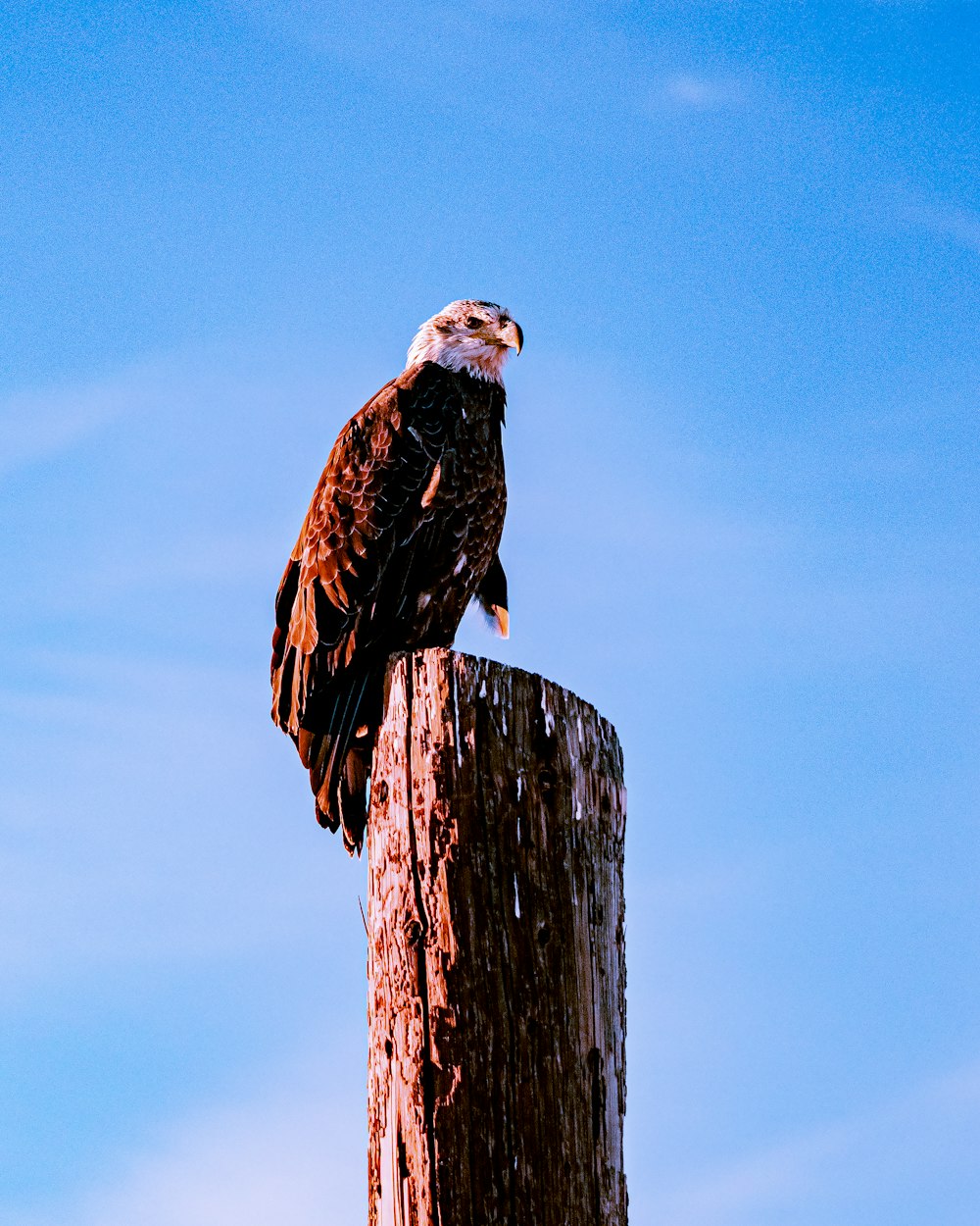 a bird sitting on top of a wooden post