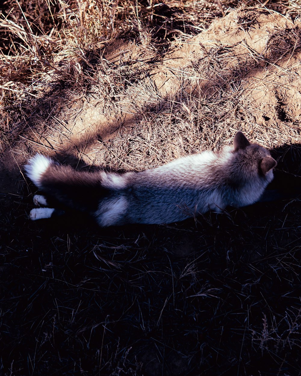 a cat laying on the ground in the shade