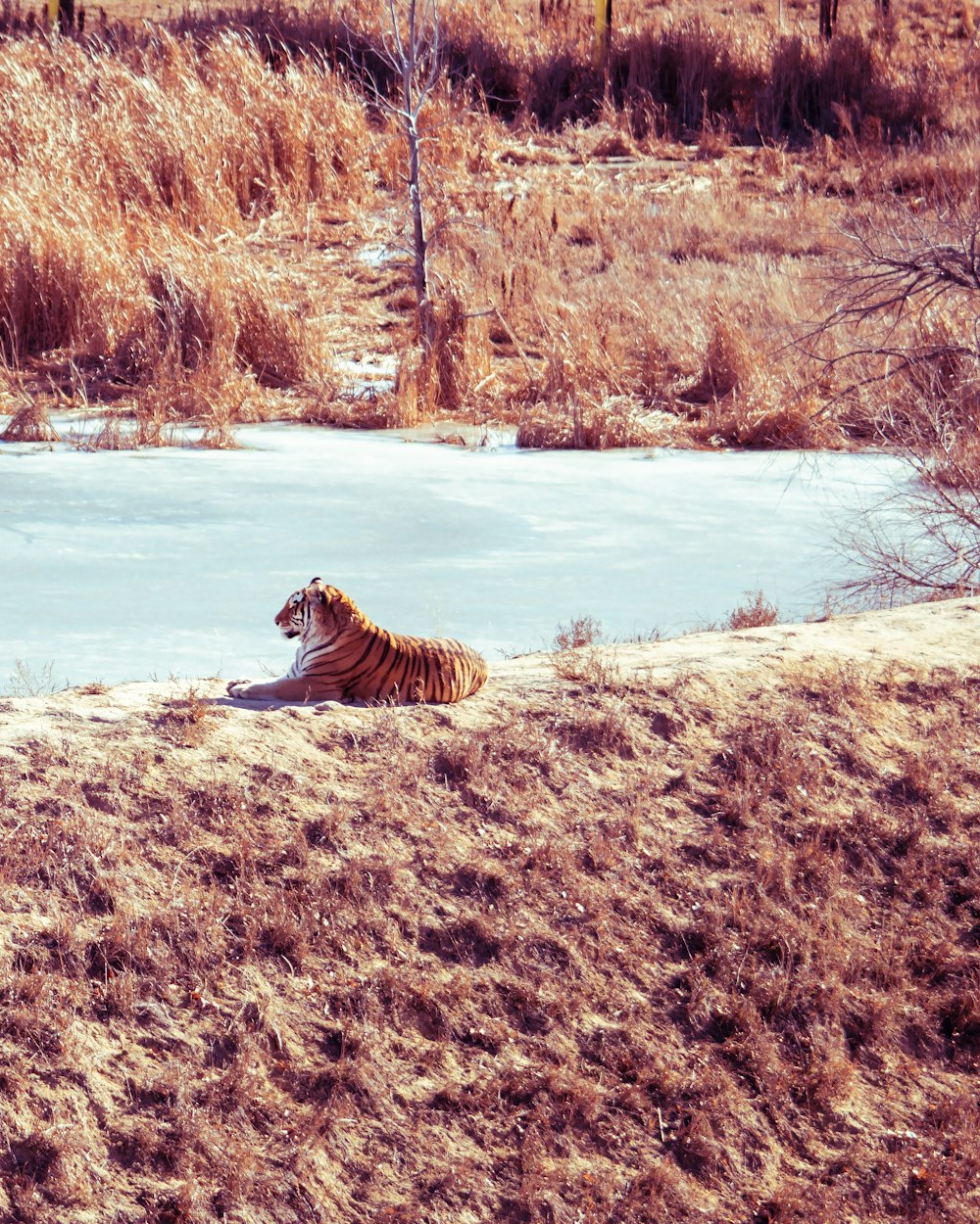 a tiger laying on the ground next to a body of water