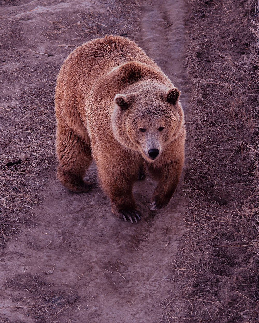 a large brown bear walking across a dirt field