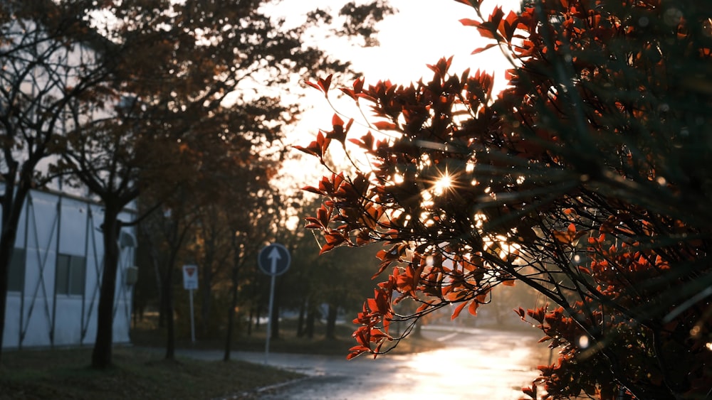 the sun shines through the leaves of a tree