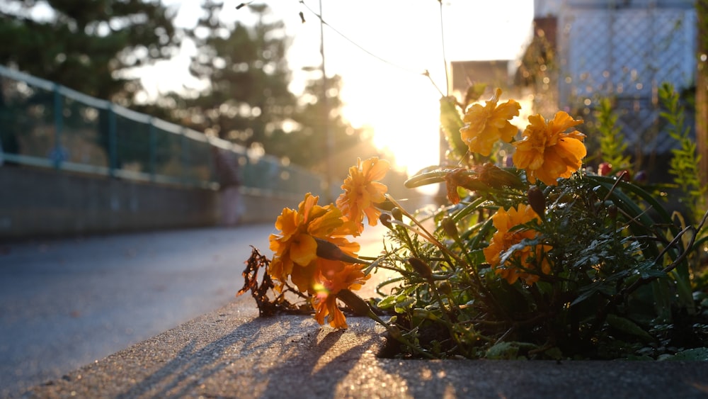 a bunch of flowers sitting on the side of a road