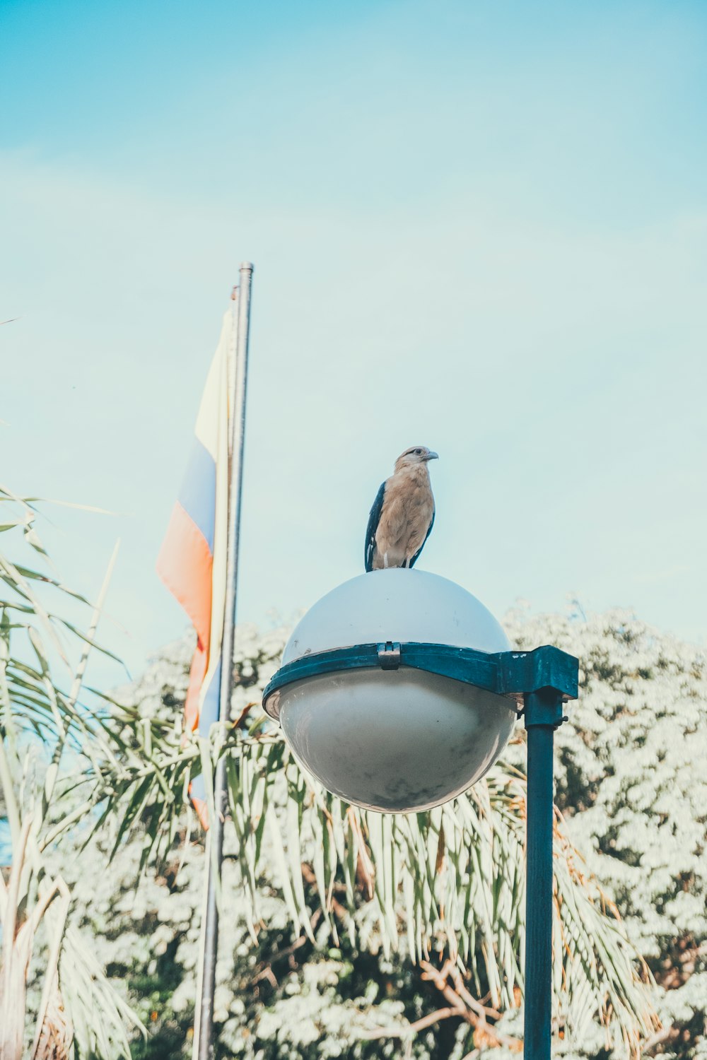 a bird sitting on top of a light pole