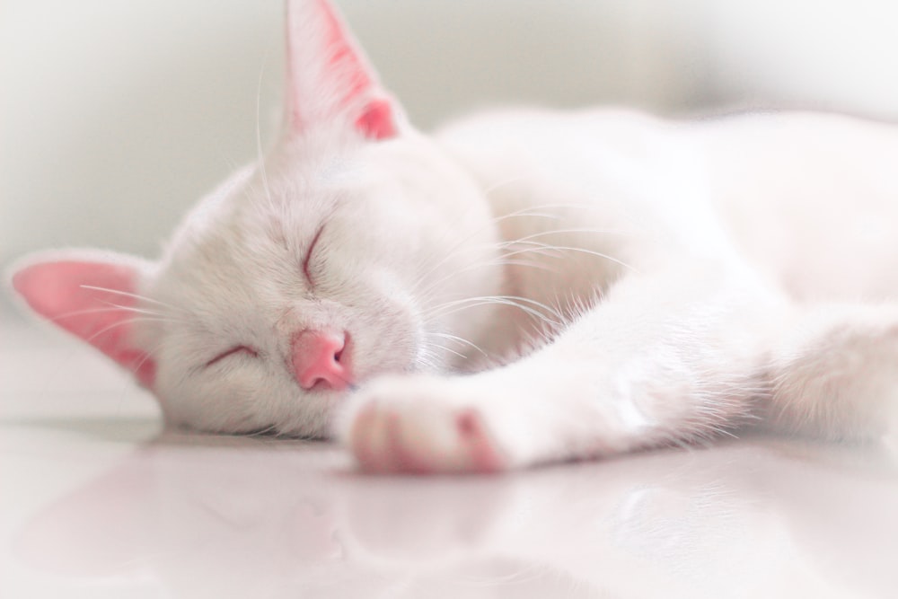 Un gatto bianco che dorme sopra un tavolo bianco