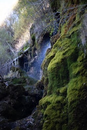 Soft-wash system gently cleaning a moss-covered wall.