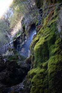 Soft-wash system gently cleaning a moss-covered wall.
