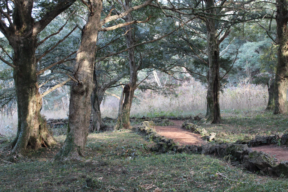 A dirt path through a forest on Jeju, edged with low stone walls