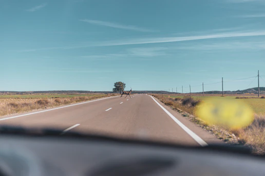 A driver using a smartphone app to report a deer crossing on a rural road