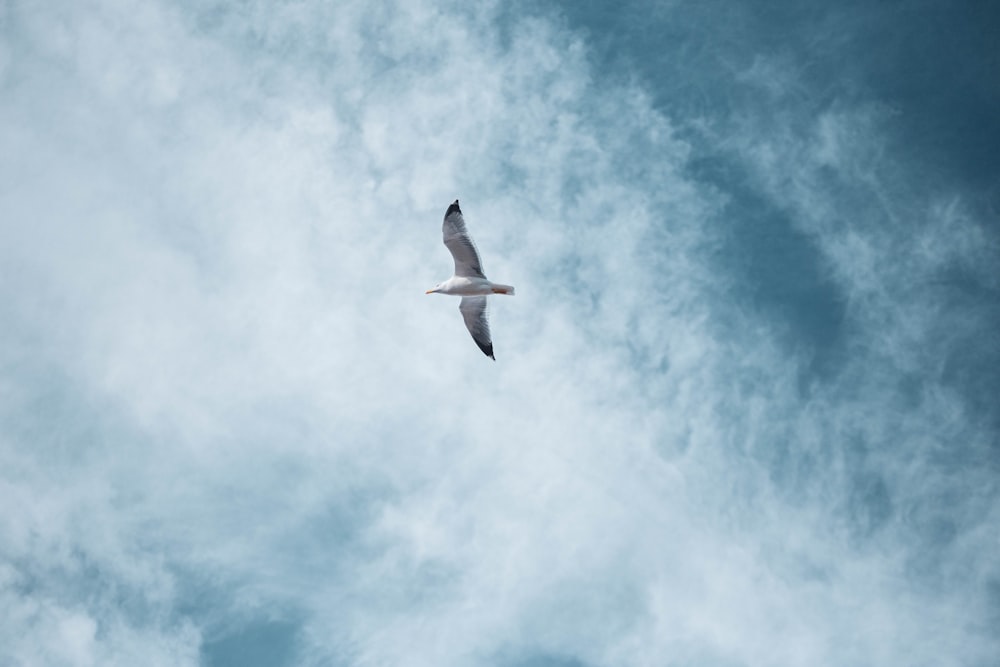 a bird flying through a cloudy blue sky