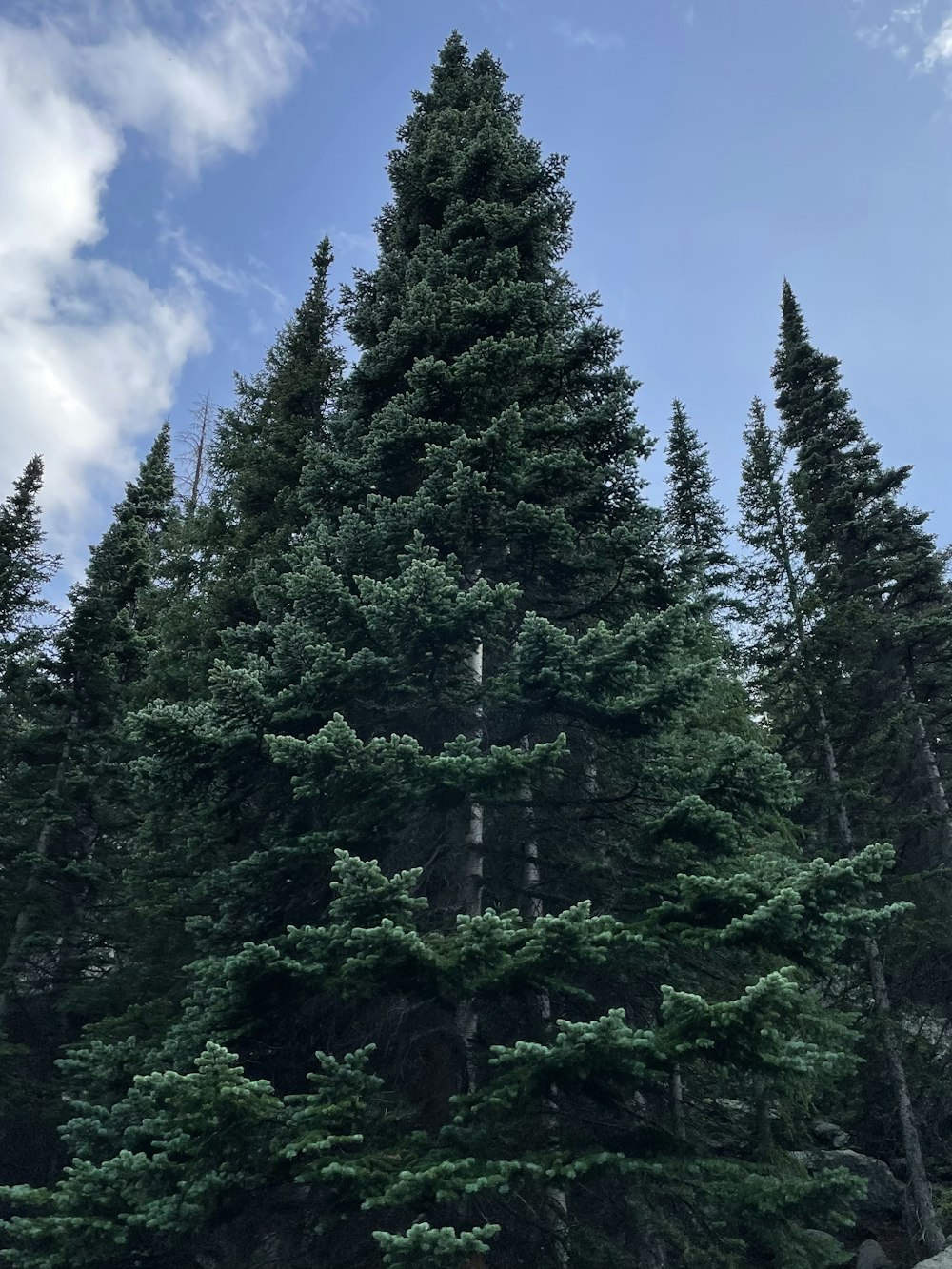 a group of tall pine trees standing next to each other