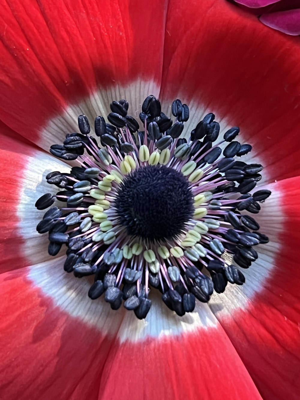 a close up of a red flower with a black center