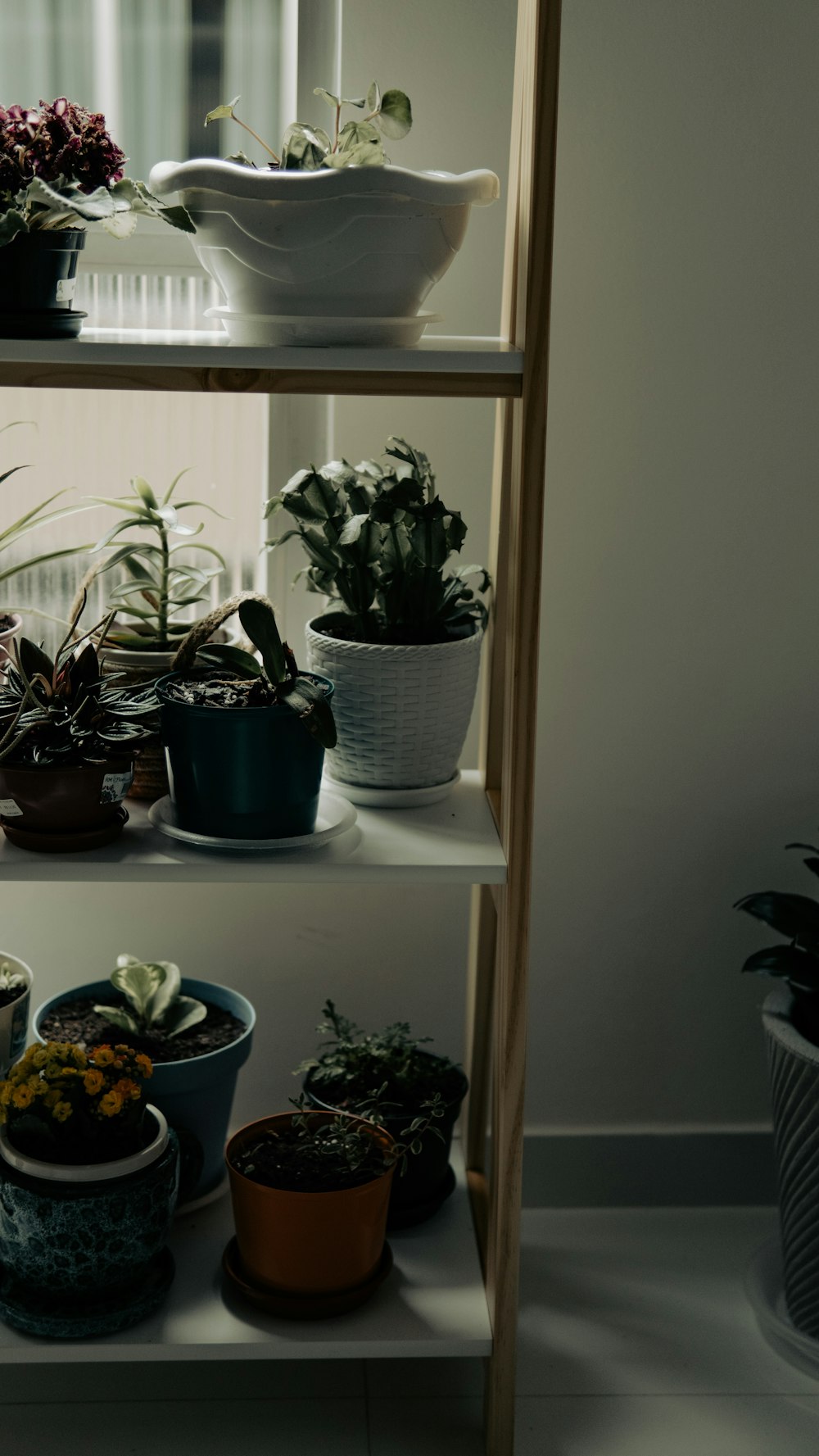 a shelf filled with potted plants next to a window