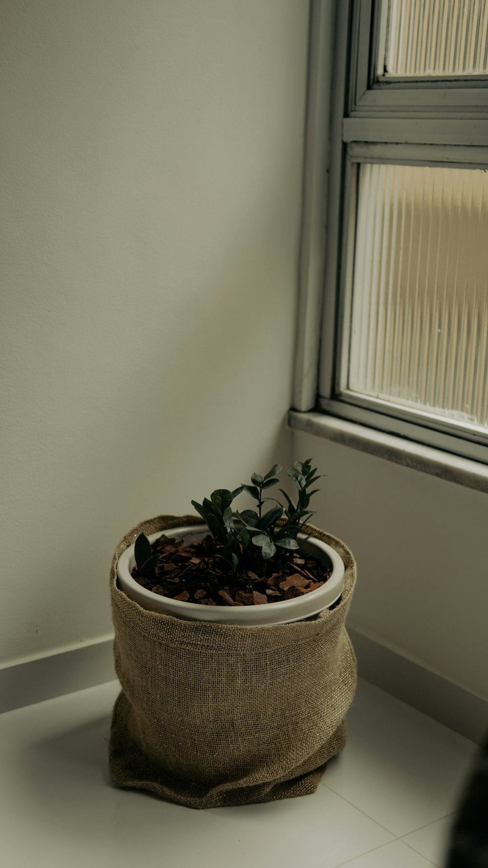 a potted plant sitting on top of a floor next to a window