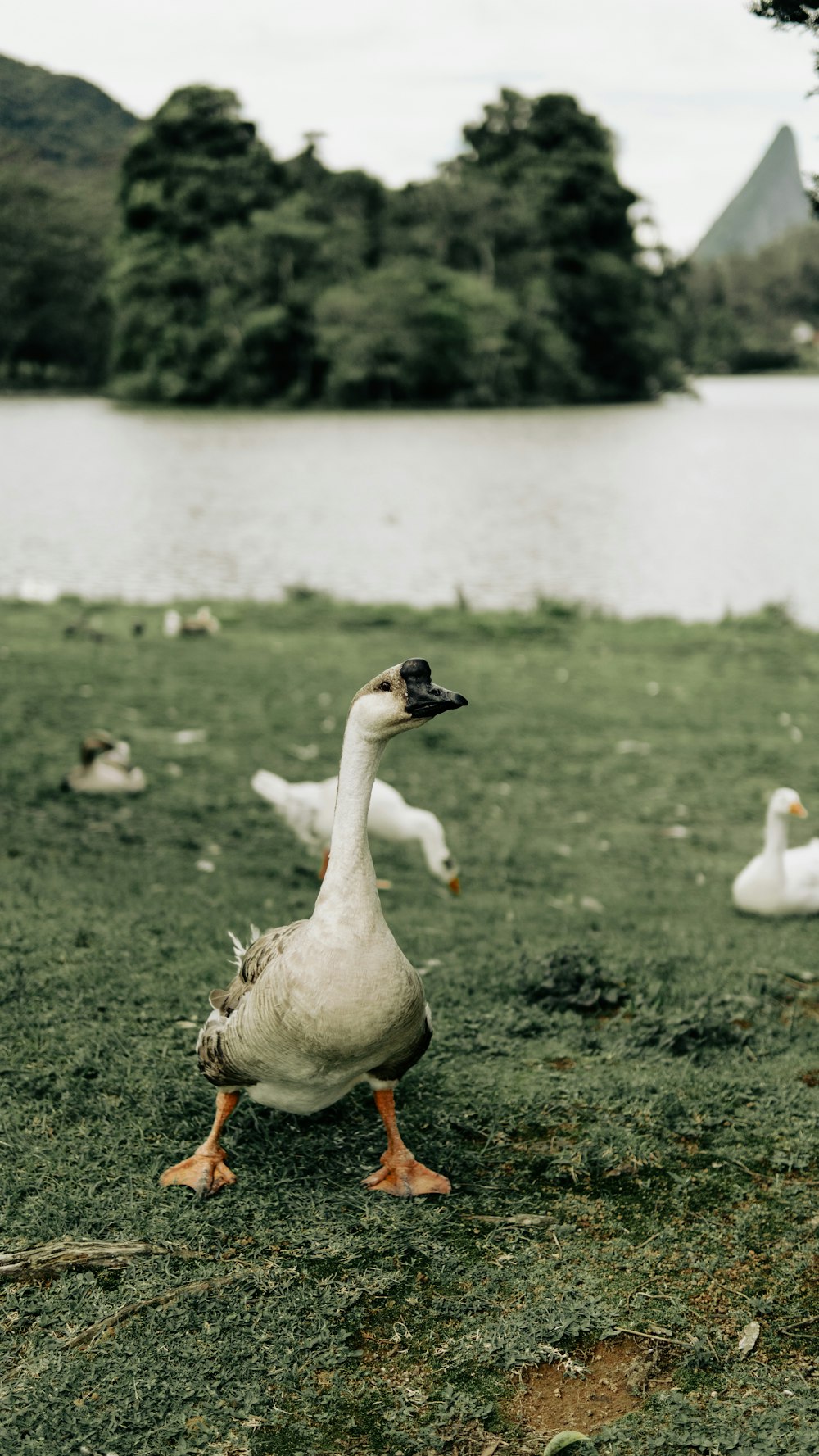 a duck walking on the grass near a lake