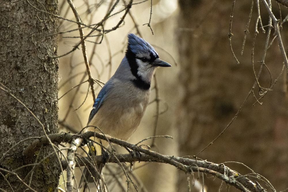 a blue jay perched on a tree branch