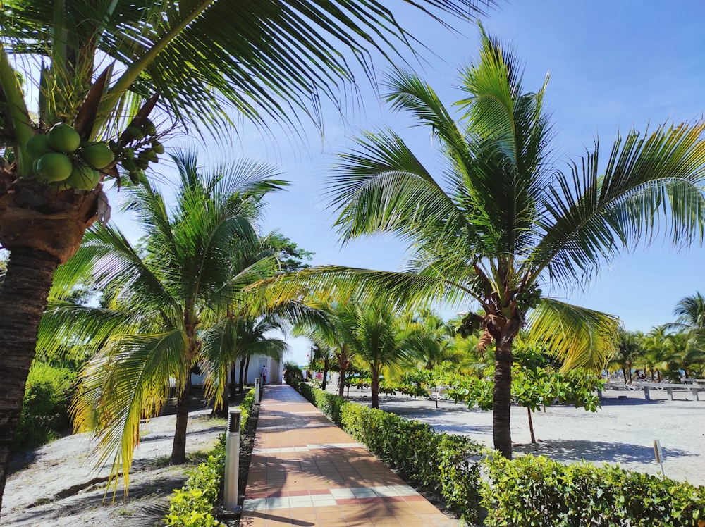 a walkway between palm trees on a beach