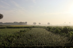 A quiet rural landscape with rolling hills and a small vegetable garden in the foreground under soft morning light.