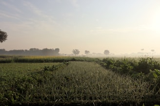 A quiet rural landscape with rolling hills and a small vegetable garden in the foreground under soft morning light.