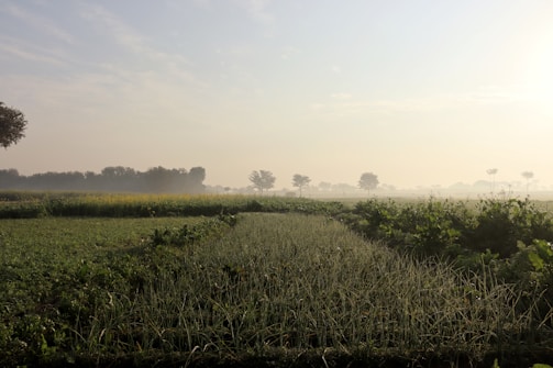 A wide aerial shot of lush green farmland with neat rows of crops under a soft morning light.