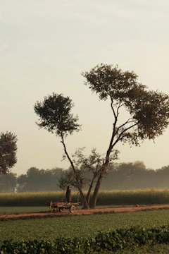 A colorful bullock cart ride winding through the village paths.